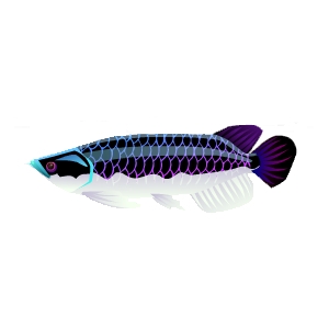 Vibrant Scale Arowana